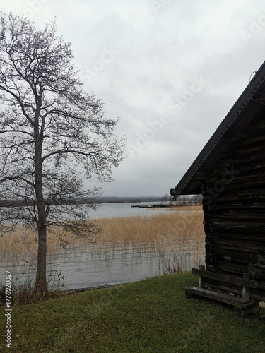 Wallpaper Mural View of a calm lake with dry reeds from a grassy shore, framed by an old log building and a bare tree under a vast, gloomy autumn sky in Karelia, Russia. Torontodigital.ca