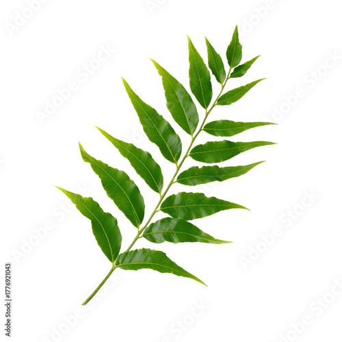 A single green leaf branch with multiple small leaves isolated on transparent background