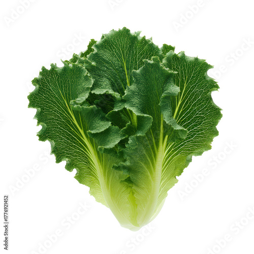 Dark green ruffled lettuce leaf isolated on transparent background
