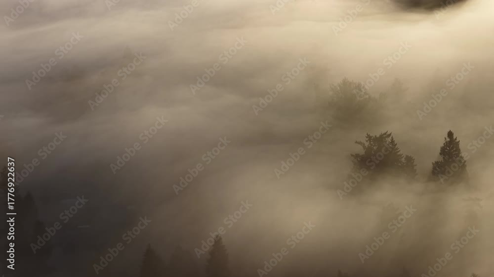 Mist flows through the forests surrounding Portland, Oregon. This scenic Pacific Northwest region is known for its vast forests and rugged Cascade mountains.