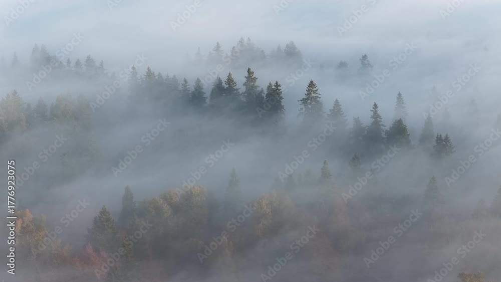 Mist flows through the forests surrounding Portland, Oregon. This scenic Pacific Northwest region is known for its vast forests and rugged Cascade mountains.