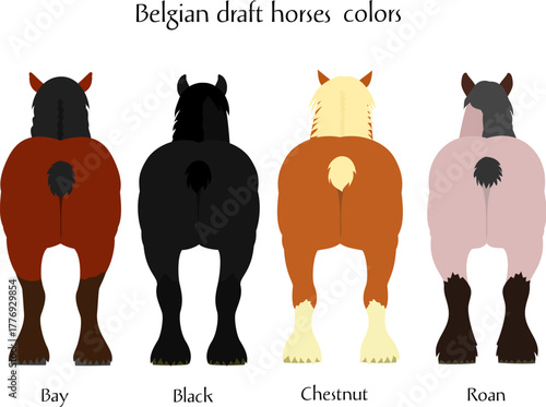 set of four Belgian draft horses, rear view