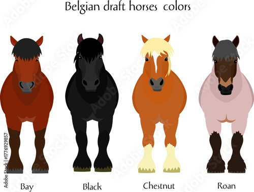 set of four Belgian draft horses, front view