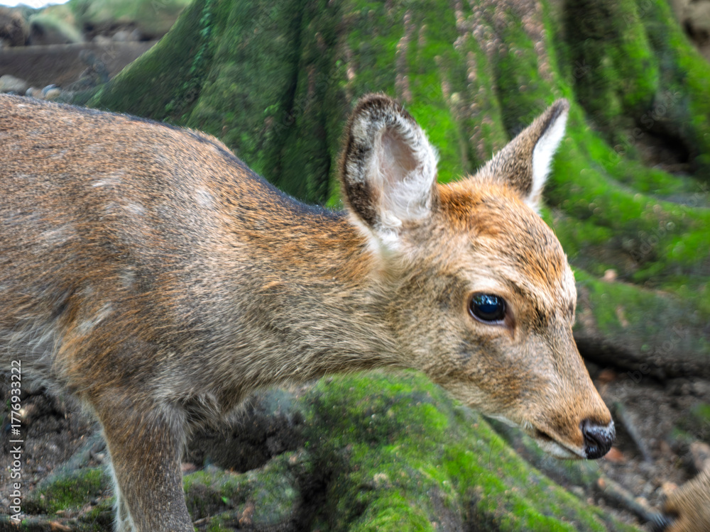 Fototapeta premium 若草の森に遊ぶ子鹿