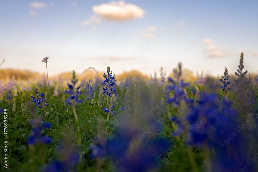 Naklejka premium Iconic Texas Bluebonnets Blanket the Rolling Hill Country Landscape