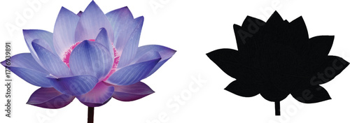 This flower is depicted in vibrant shades of purple and pink, showcasing the natural beauty and intricate details of a water lily. The bright colors suggest vitality and elegance, 