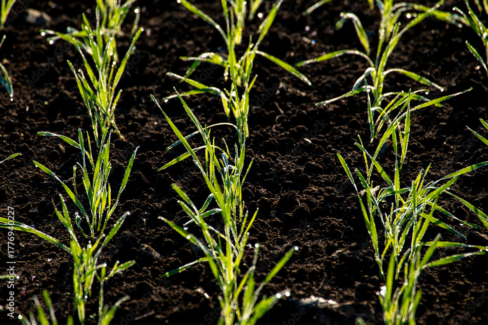 Obraz premium A Tokachi morning, young seedlings sparkle in the black soil