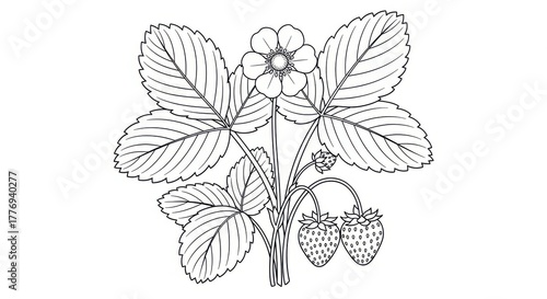 Black and white illustration of a strawberry tree with flowers, leaves and two strawberries drawn in black and white, isolated on a white background