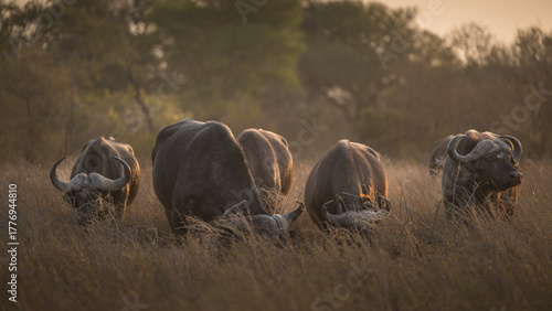 Grazing herd of African Buffalo in the early evening
