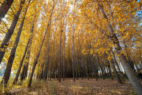 A golden poplar forest in autumn