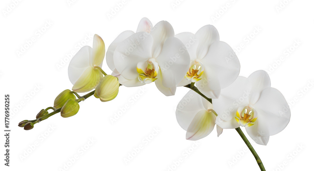 Fototapeta premium Elegant White Phalaenopsis Orchid Flowers And Buds On Black