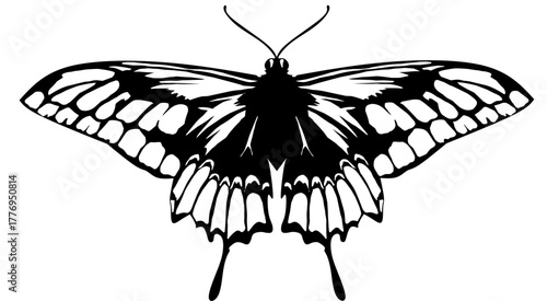 black butterfly vector illustration sketch 