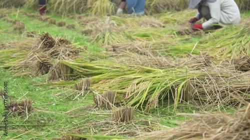 Wallpaper Mural 	刈った稲を束ねる様子 Torontodigital.ca