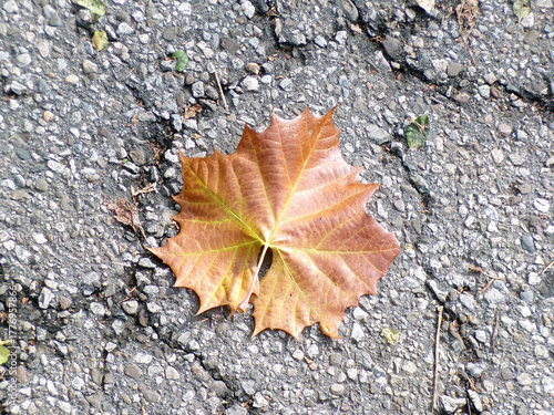 Colorful maple leaf on the ground