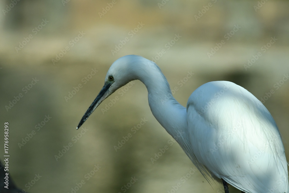 Obraz premium GARCETA COMÚN