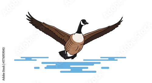 A Canada goose soars over stylized blue water wings spread wide