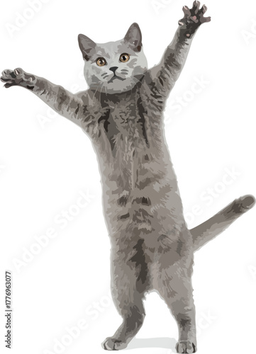 Gray British Shorthair Cat Standing Upright Arms Open White Background