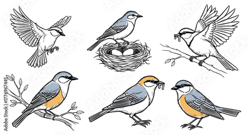 Hand-drawn set of small birds in various poses like flying, perching, and feeding, along with a bird's nest with eggs.