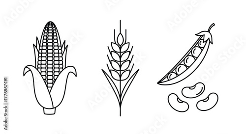 Minimalist line art illustration featuring three staple crops: a corn cob, a wheat ear, and a pea pod with beans.