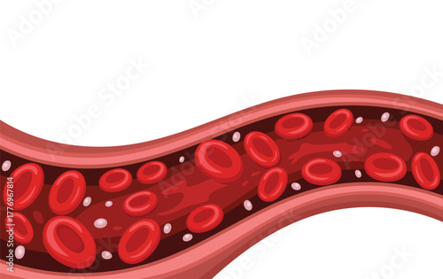 Vector illustration of red blood cells inside a vein ideal for medical science health biology education or anatomy diagram and educational graphics