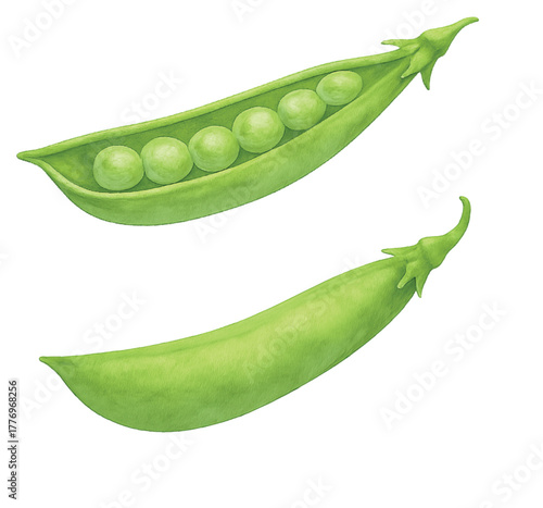 pea_pods_watercolor