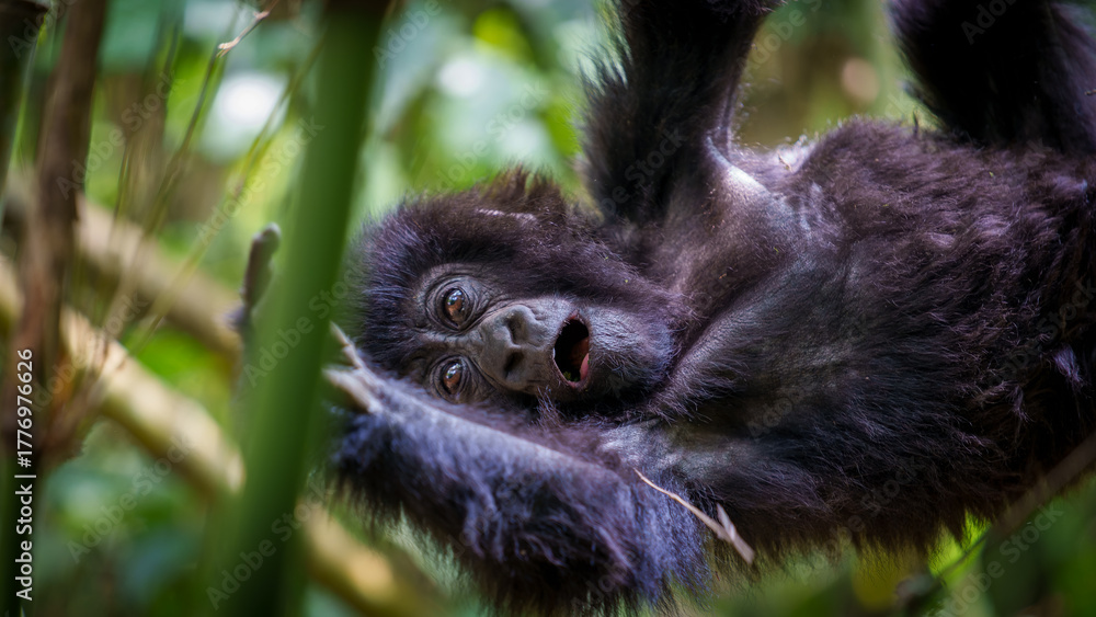 Fototapeta premium Young eastern gorilla or Gorilla beringei swing in bamboo in Volcanoes National Park rainforest Rwanda.