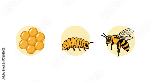 Bee life cycle stages - egg, larva, and adult bee development.