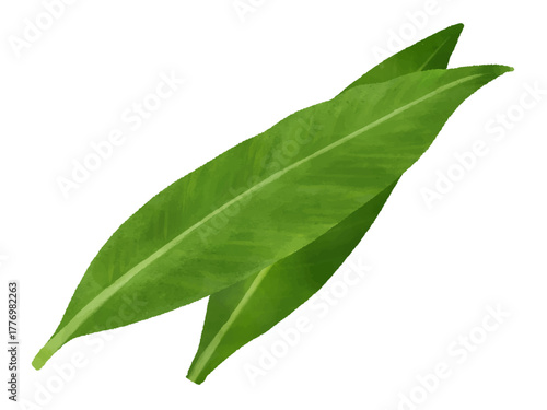 月桃の葉　日本の薬草　水彩　イラスト