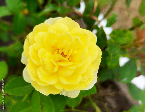 yellow rose in the garden