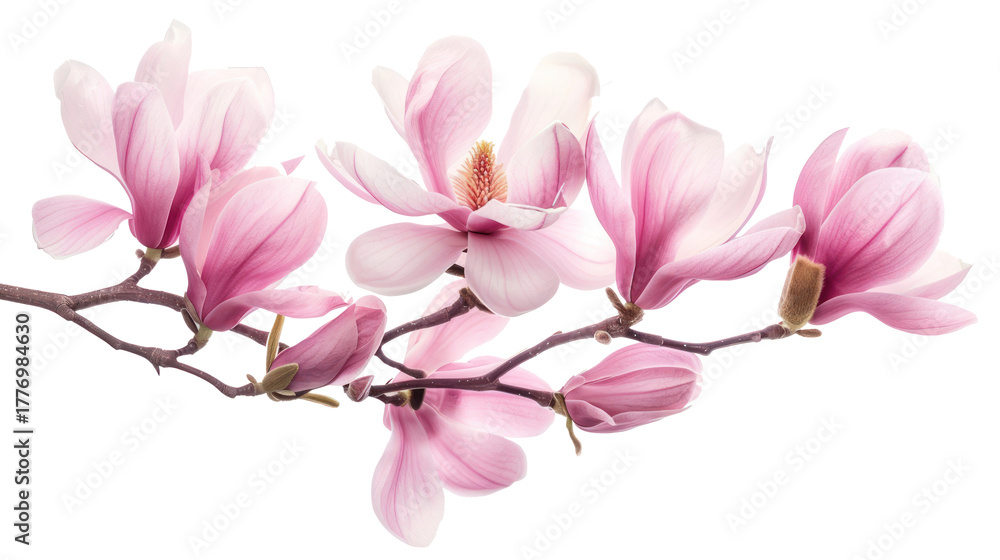 Obraz premium Beautiful pink magnolia flowers and branch isolate on transparency background