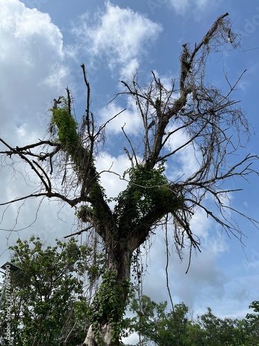 Dry leafless tree with sparse green foliage under a bright cloudy sky, symbolizing resilience and change.