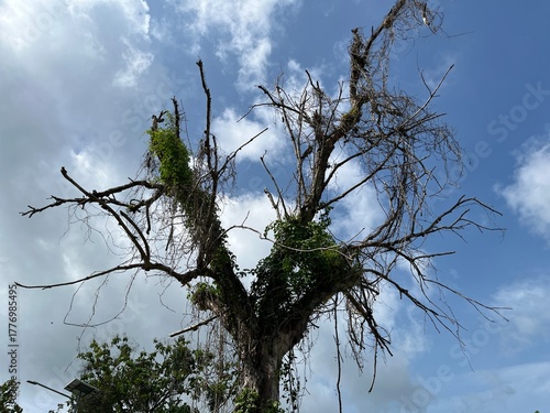 Tall dead tree with vines growing on its trunk under bright tropical daylight and blue sky.