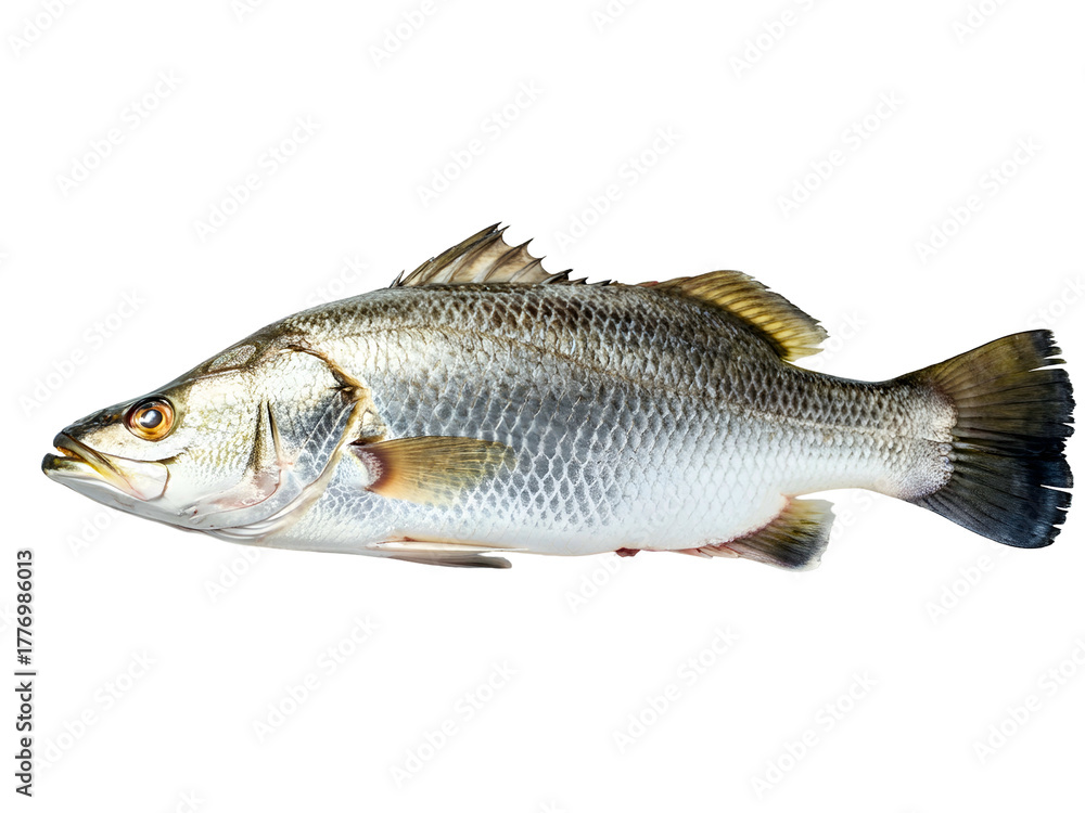 Fototapeta premium Fresh Silver Barramundi Fish Isolated on White Background - Seafood and Aquatic Life