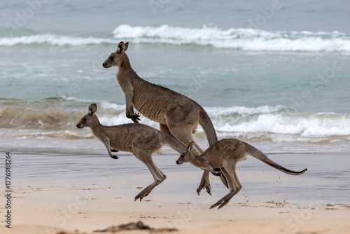 Eastern Grey Kangaroo's on New South Wales South Coast Australia
