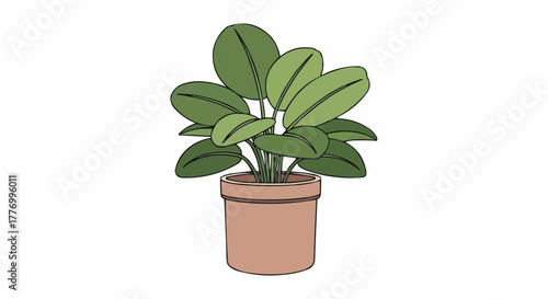plant in a pot