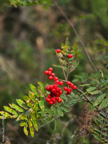 red berries on a bush