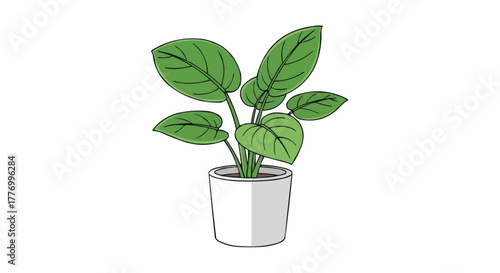 plant in a pot