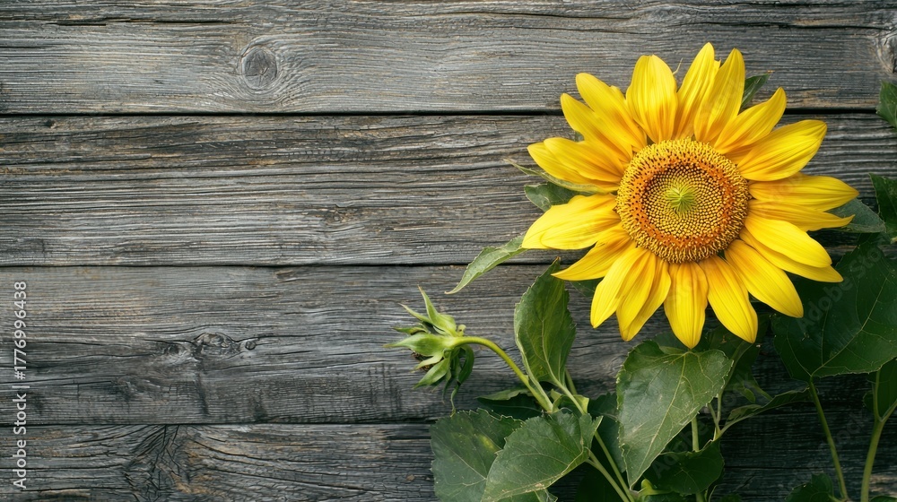 Obraz premium A vibrant yellow sunflower with green leaves against a rustic wooden background.