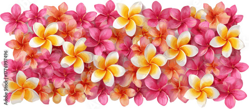 Wall decoration of frangipani flowers with pink and yellow petals in rectangular shape.  Vector design illustration