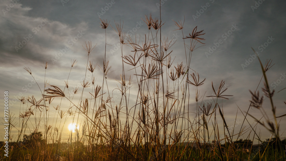 Obraz premium Reeds and grass in a serene sunrise and sunset landscape