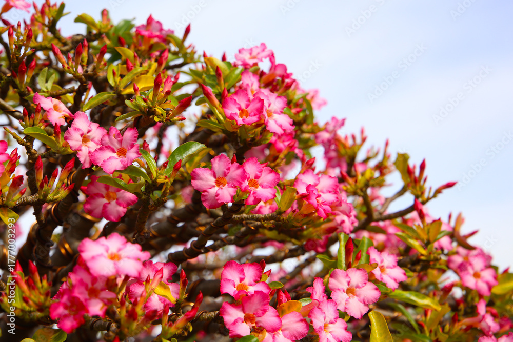 Obraz premium Adenium obesum, Pink desert rose flowers in full bloom.