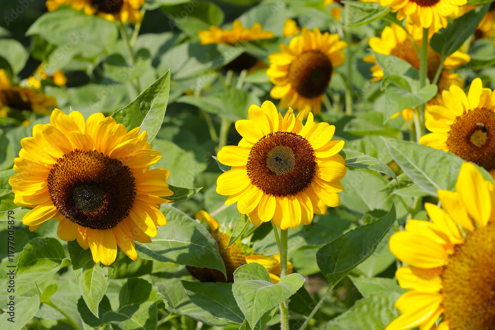 Fototapeta premium Blooming sunflower fields. Beautiful yellow flower
