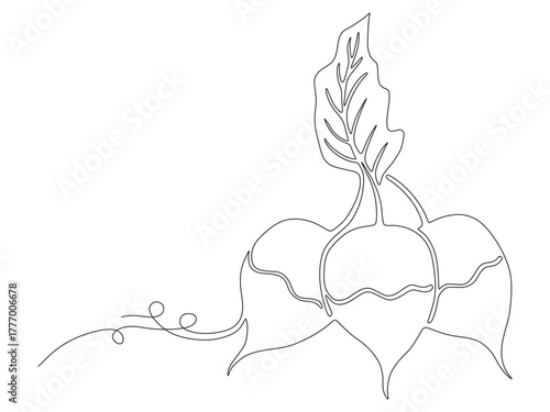 radish vegetable continuous l...