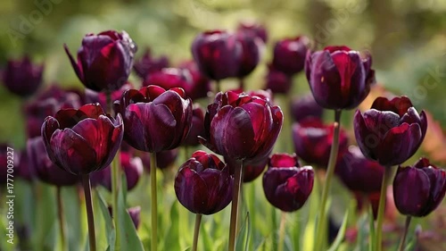 A stunning close-up of dark, rich burgundy and deep purple tulips gently swaying in a vibrant garden, adorned with delicate water droplets on their velvety petals. The lush green background is softly 