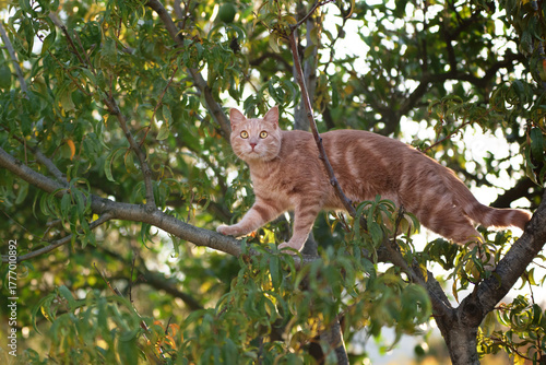 Εκτύπωση καμβά A ginger tabby cat stands on a tree branch surrounded by green leaves