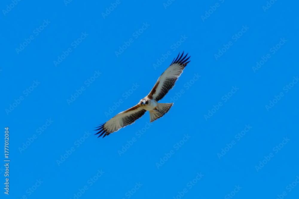 Fototapeta premium A Little Eagle flying in the Blue Sky