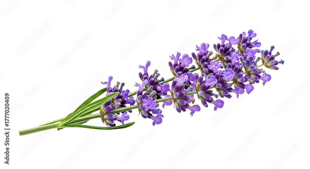 Naklejka premium A single sprig of lavender with small purple flowers and green stems isolated on transparent background