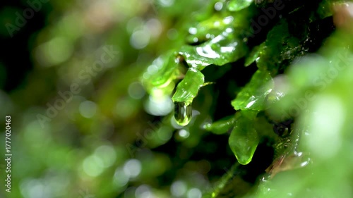 Dew drops from the livewort leaves in the mountain.