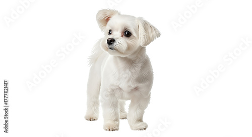 Adorable fluffy white Maltese puppy standing and looking to the side isolated on transparent background