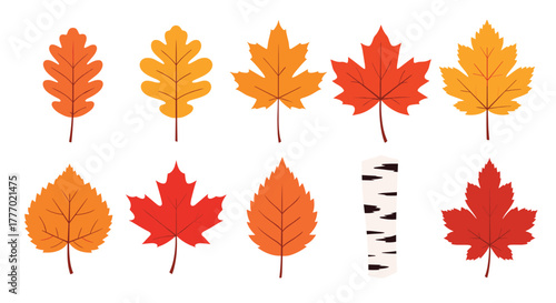 A collection of colorful autumn leaves in various shapes, including maple and oak, alongside a piece of birch bark.